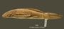 Ancistrus spinosus FMNH 8942 holo lat
